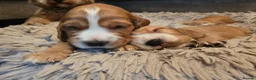 Cocker Spaniel dogs for sale: KC registered Show Cocker Spaniels  - Advert 6