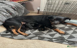 Mixed Breed dogs for sale: 10 Beautiful Rottsky Puppies  - Image 12