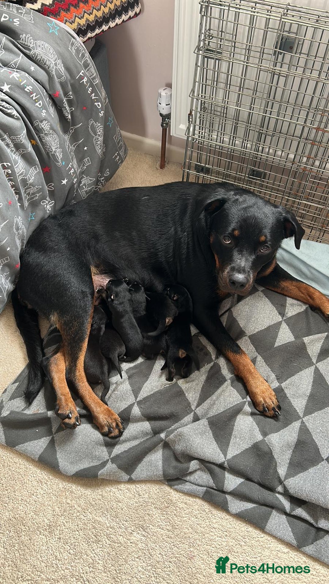 Mixed Breed dogs for sale: 10 Beautiful Rottsky Puppies  - Image 12