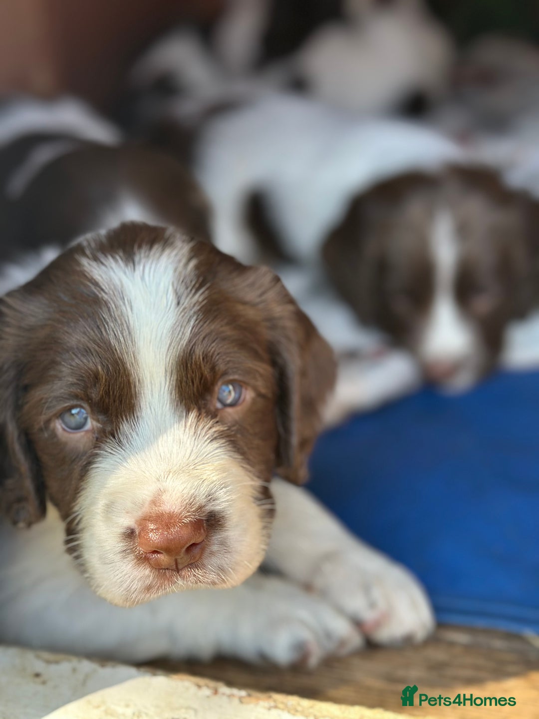 English Springer Spaniel dogs for sale: Springer spaniel puppies  - Image 9
