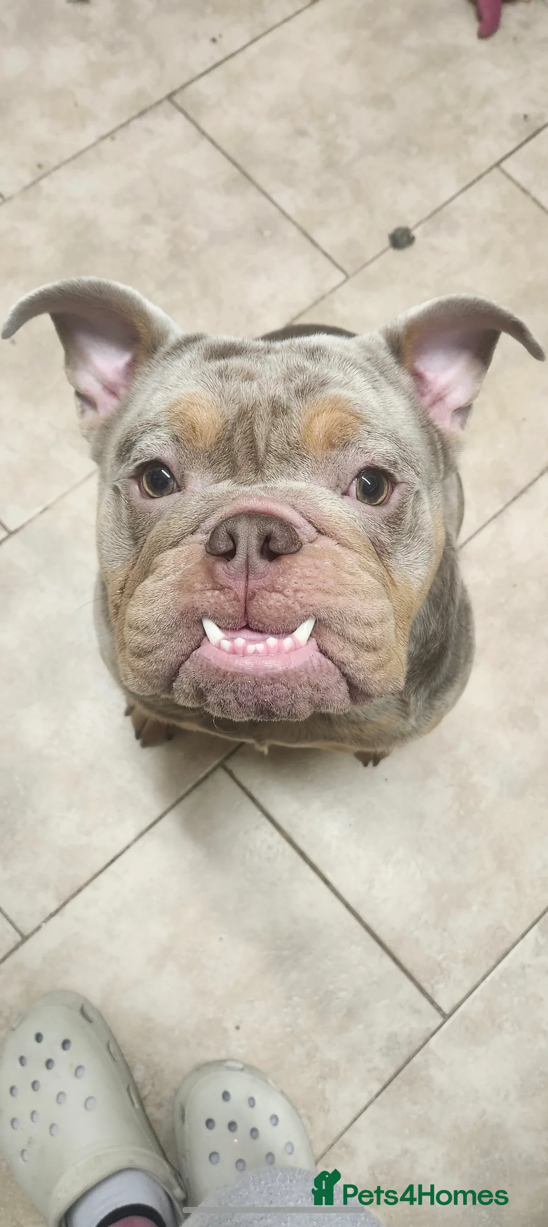 English Bulldog dogs for sale: English bulldog - Advert 2