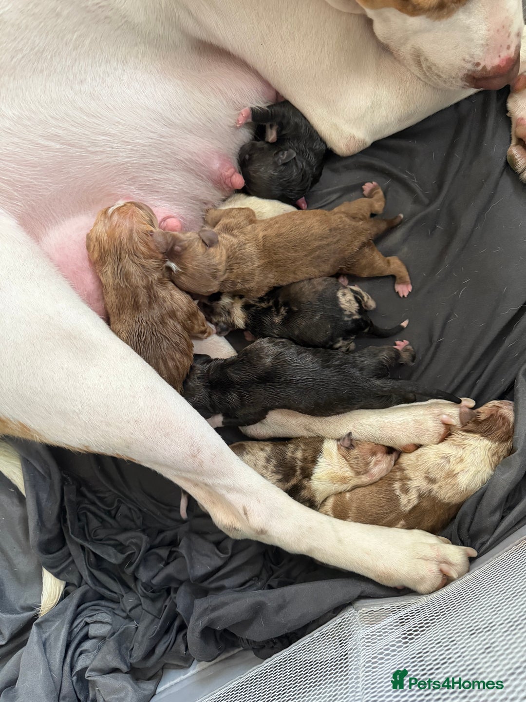 American Bull Staffy dogs for sale: American Bulldog - Image 2