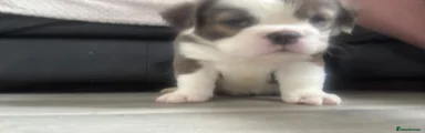 English Bulldog 1