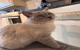 British Shorthair cats for stud: For stud  - Advert 3