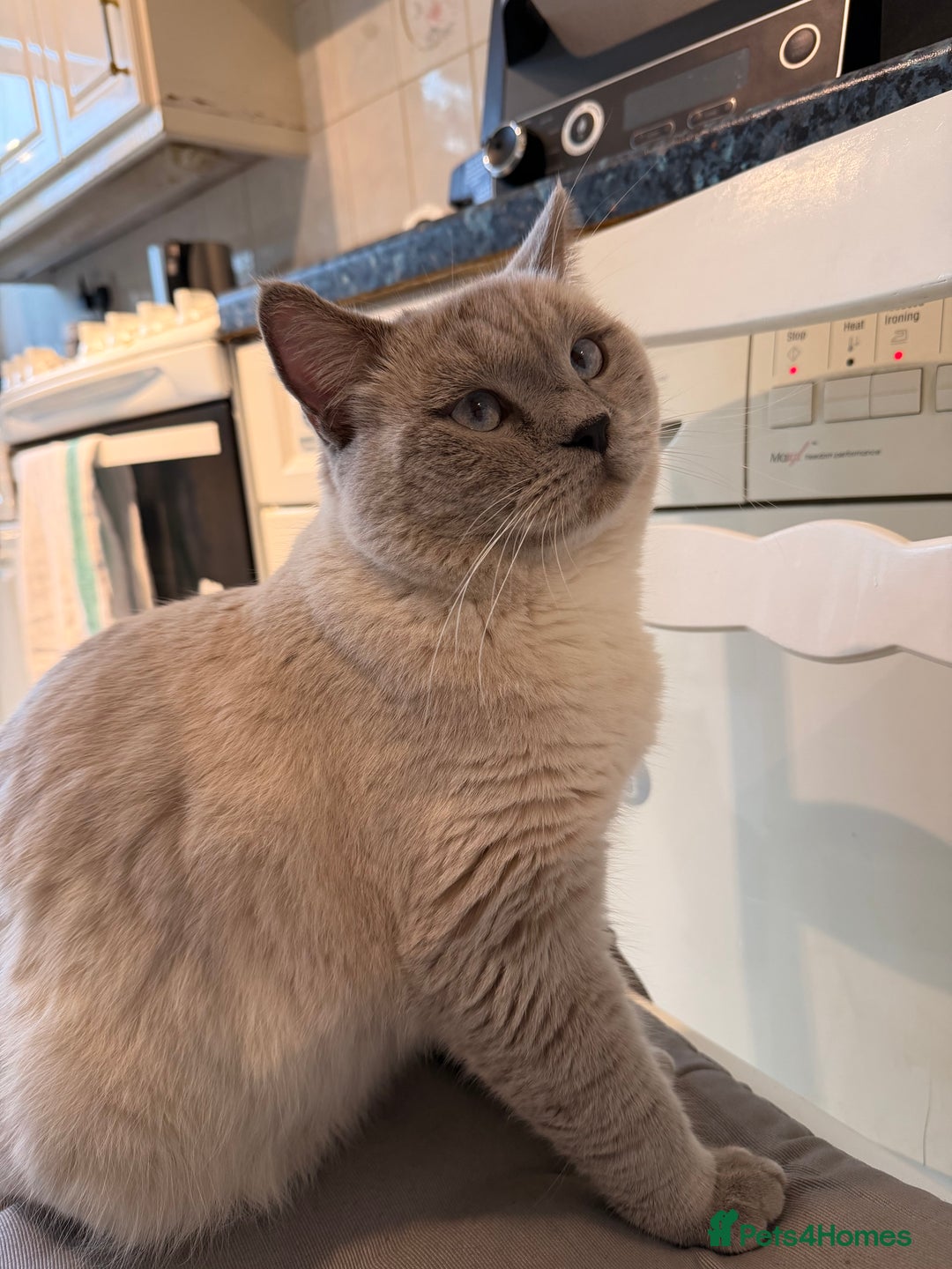 British Shorthair cats for stud: For stud  - Advert 3