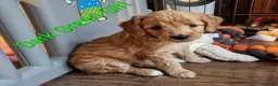 Mini Goldendoodle dogs for sale: Miniature Goldendoodle Puppy F1B - Advert 2