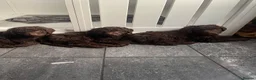 Labradoodle dogs for sale: Multi generation chocolate labradoodle puppies  - Advert 15