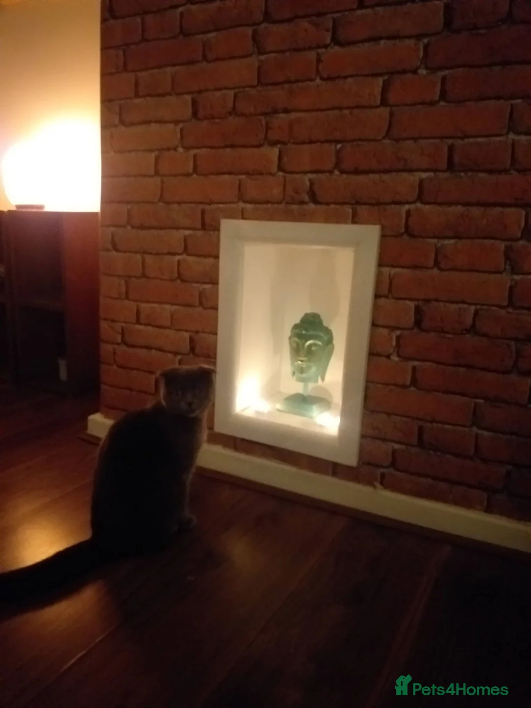 Scottish Fold cats for sale: LENA 🥰 - Advert 2