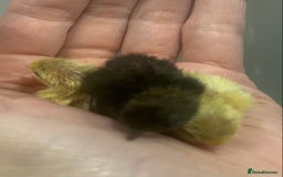 Quail poultry for sale: Beautiful Button Quail Chicks (CPQ, King) - Image 3