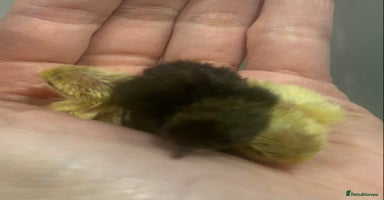 Quail poultry Beautiful Button Quail Chicks (CPQ, King) & EGGS - Advert 12