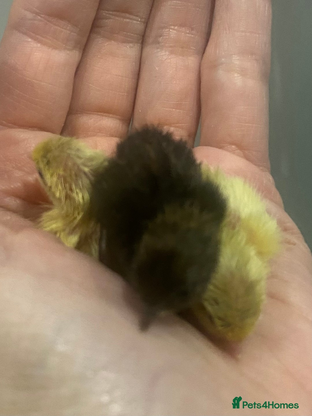 Quail poultry for sale: Beautiful Button Quail Chicks (CPQ, King) - Image 3