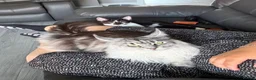 Maine Coon cats for sale: Stunning 2 year old Female Maine Coons  - Advert 3