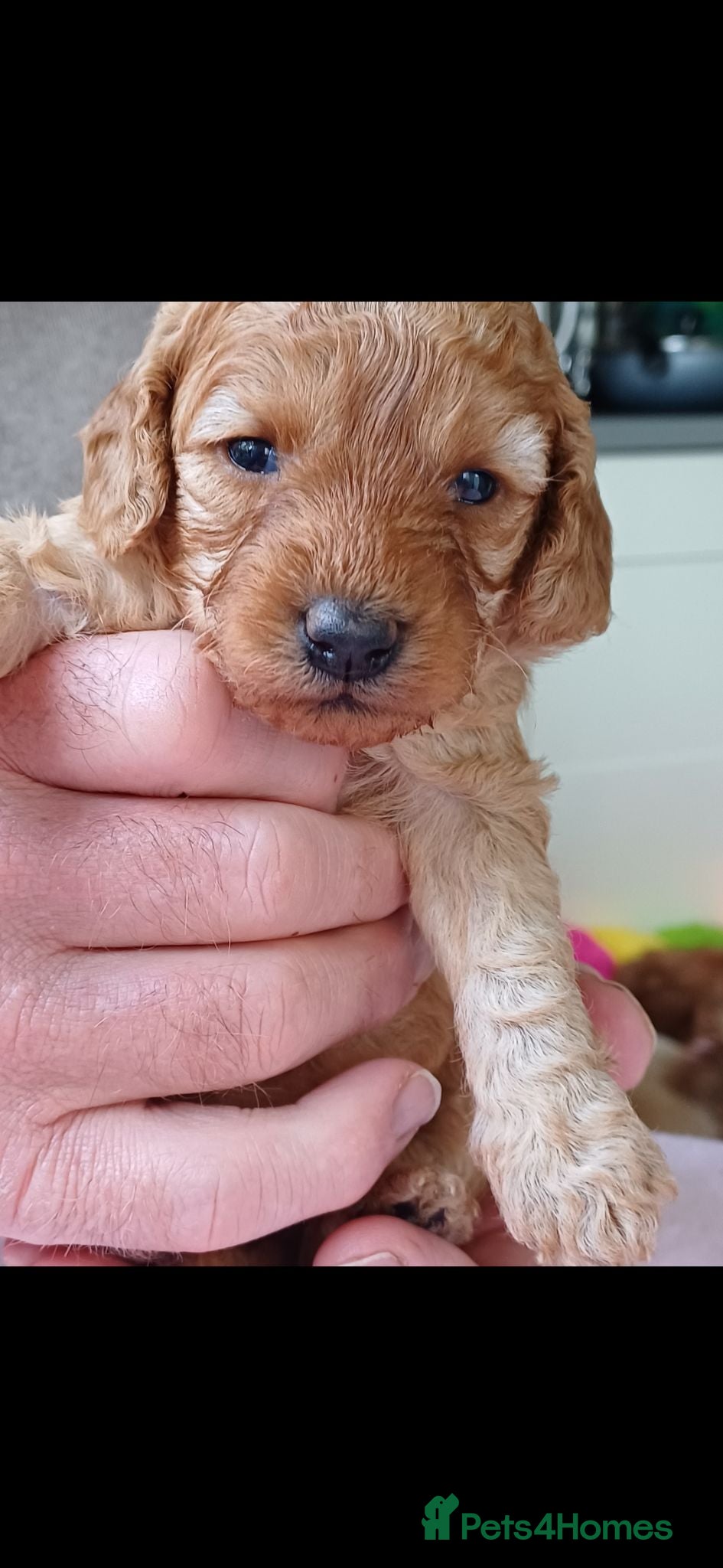Cavapoo dogs Health-Tested Cavapoos-Raised with ENS & ESI   - Advert 1