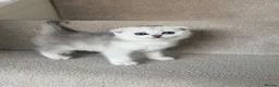 British Shorthair cats for sale: British Shorthair and Scottish Fold  - Advert 6