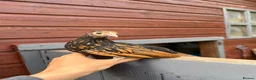 Chickens poultry for sale: Beautiful Sebright Chicken Pair - Advert 2