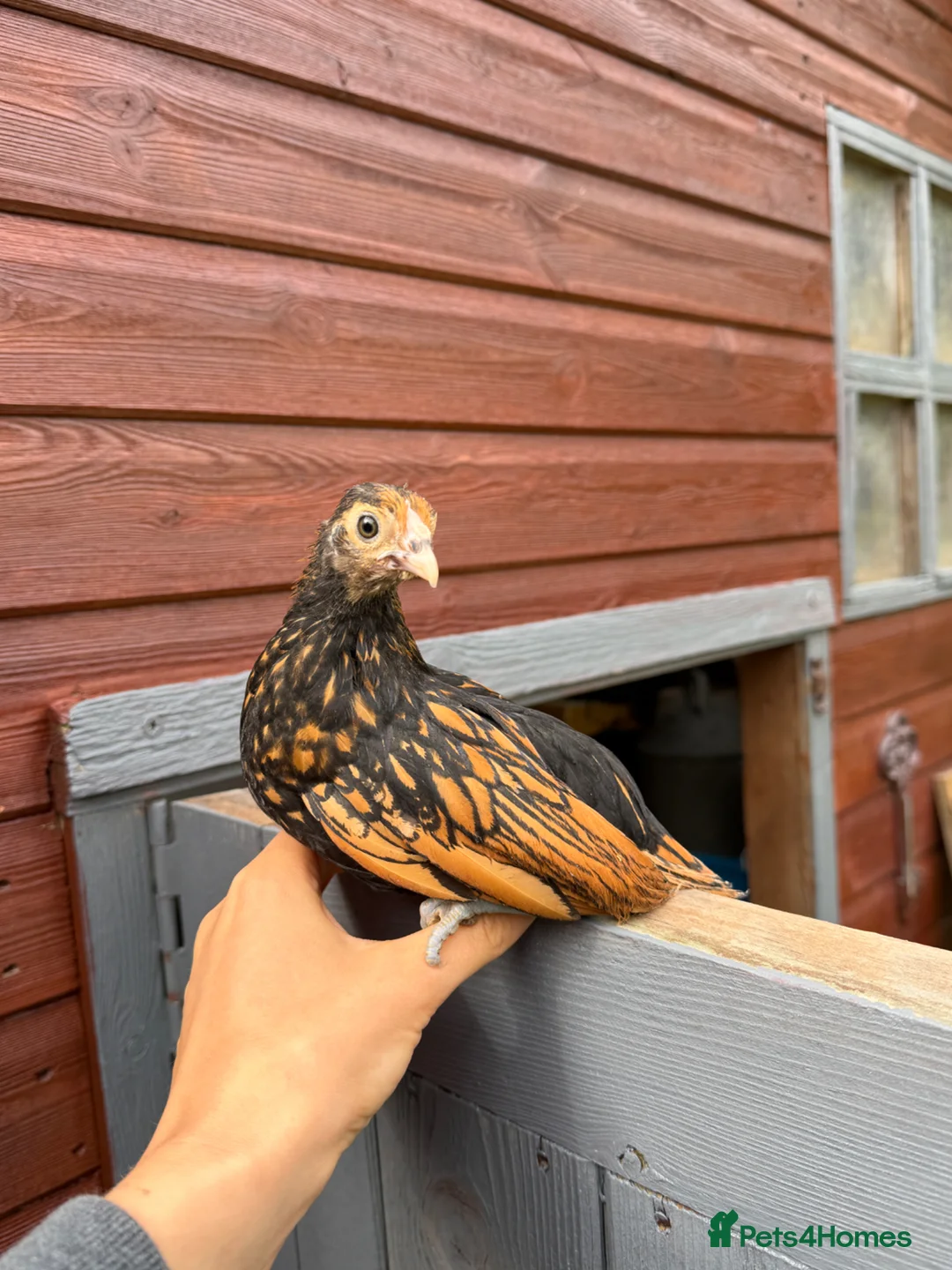Chickens poultry for sale: Beautiful Sebright Chicken Pair - Advert 2