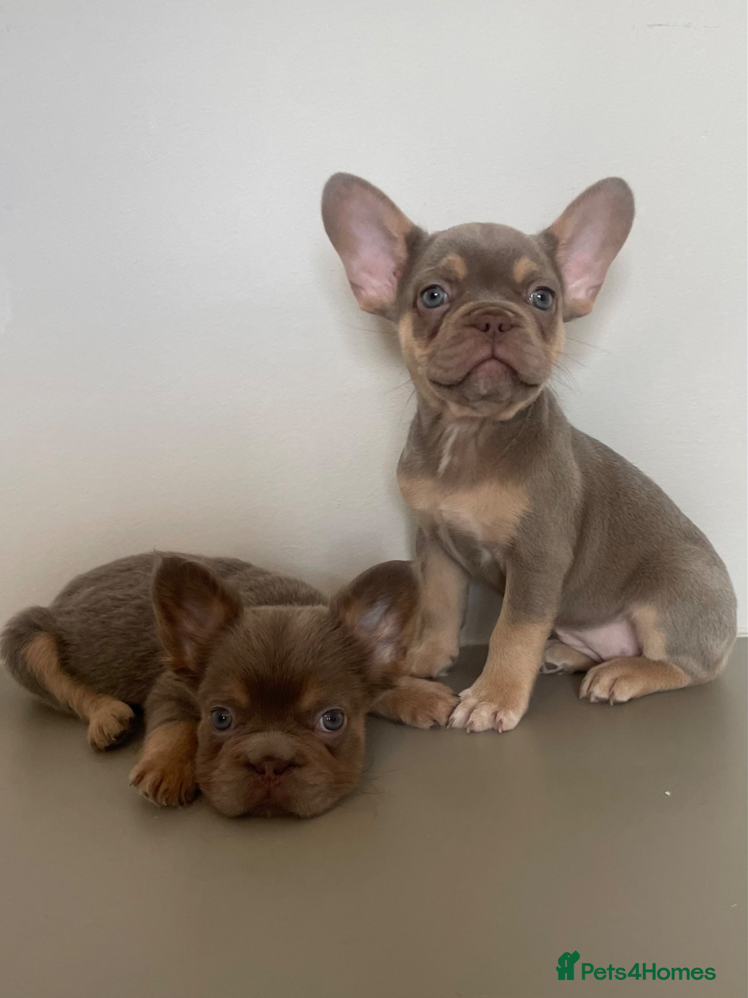 French Bulldog dogs  LAST FEMALE Isabella & tan carrying pink & Fluffy - Advert 1