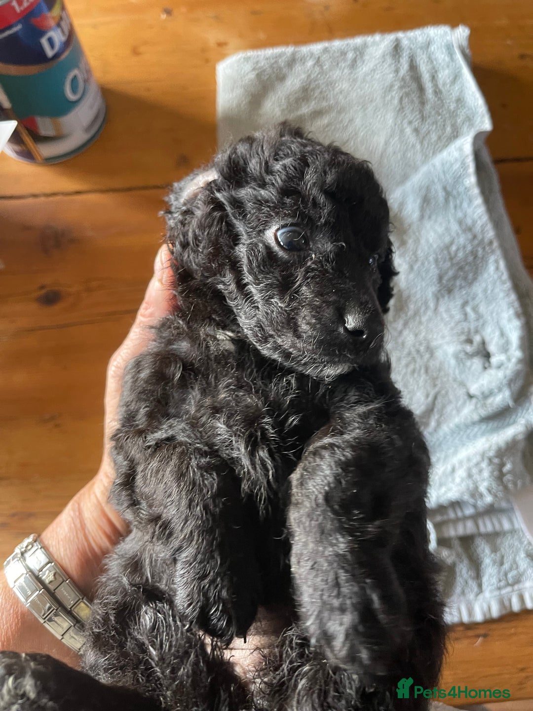 Miniature Poodle dogs for sale: 🐩Extensively Health Tested Miniature Poodles🐩 - Advert 1