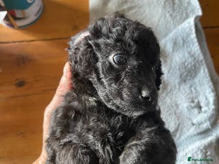 Miniature Poodle dogs 🐩Extensively Health Tested Miniature Poodles🐩 - Advert 8