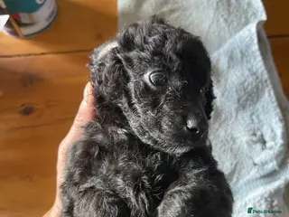 Miniature Poodle dogs 🐩Extensively Health Tested Miniature Poodles🐩 - Advert 7