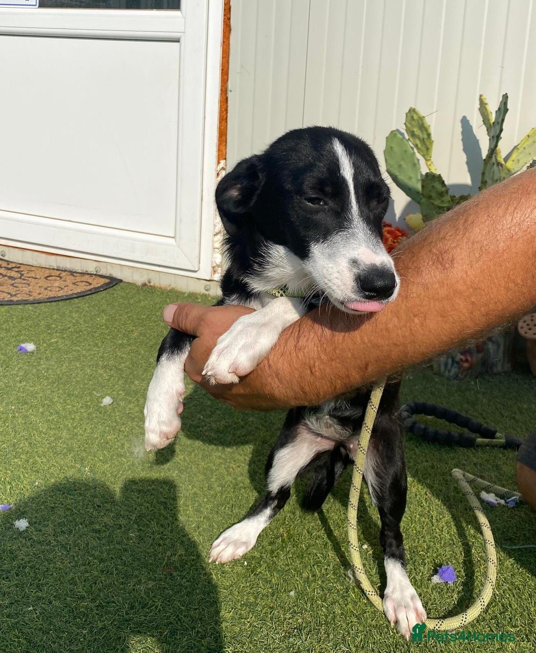 Mixed Breed dogs for adoption: Meet LUNA, a Lovely Puppy Girl - for a Loving Home - Image 33