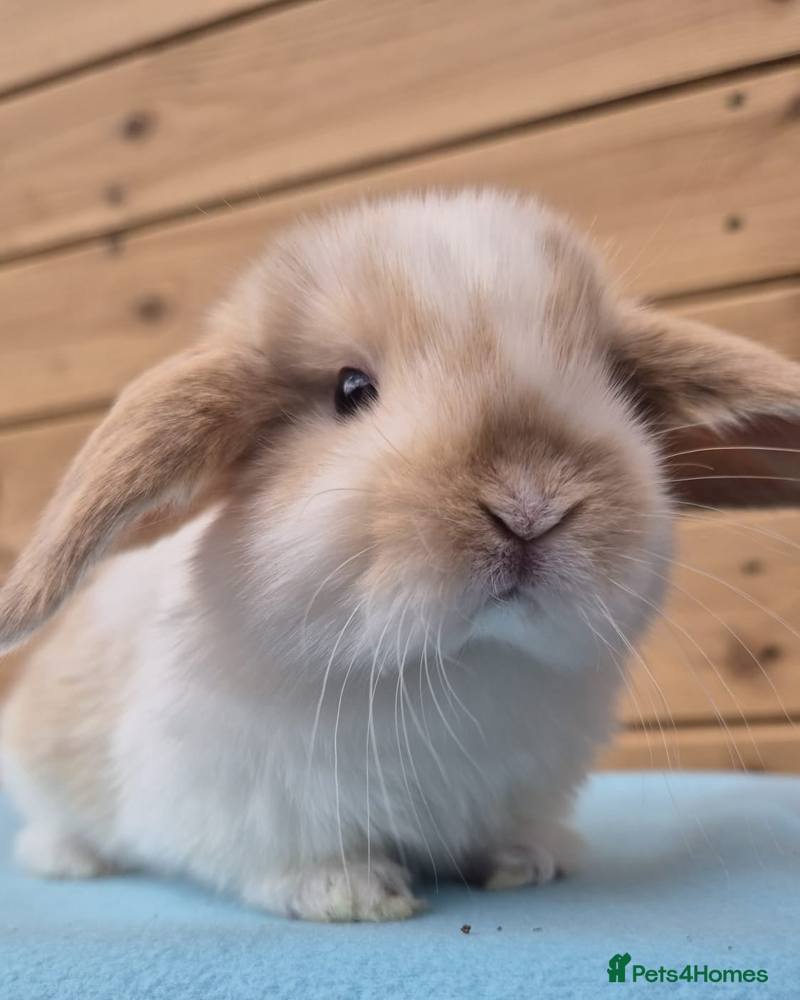Mini Lop rabbits Minilops 5 weeks old 16th April  - Advert 1