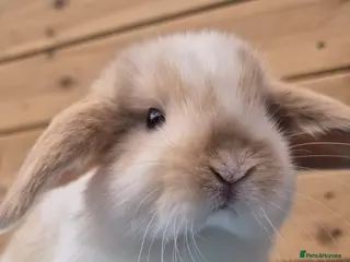 Mini Lop rabbits Minilops 5 weeks old 16th April - Advert 1