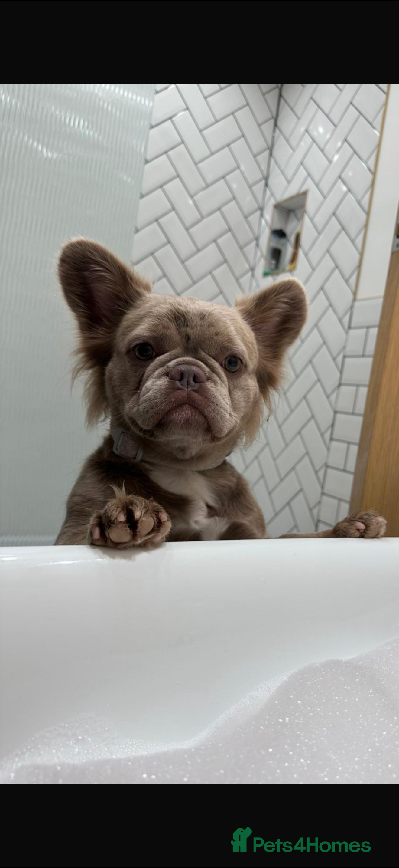French Bulldog dogs Fluffy frenchbulldogs for sale  - Advert 5