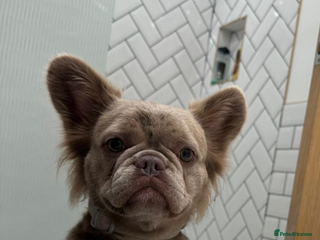 French Bulldog dogs Fluffy frenchbulldogs for sale - Advert 5