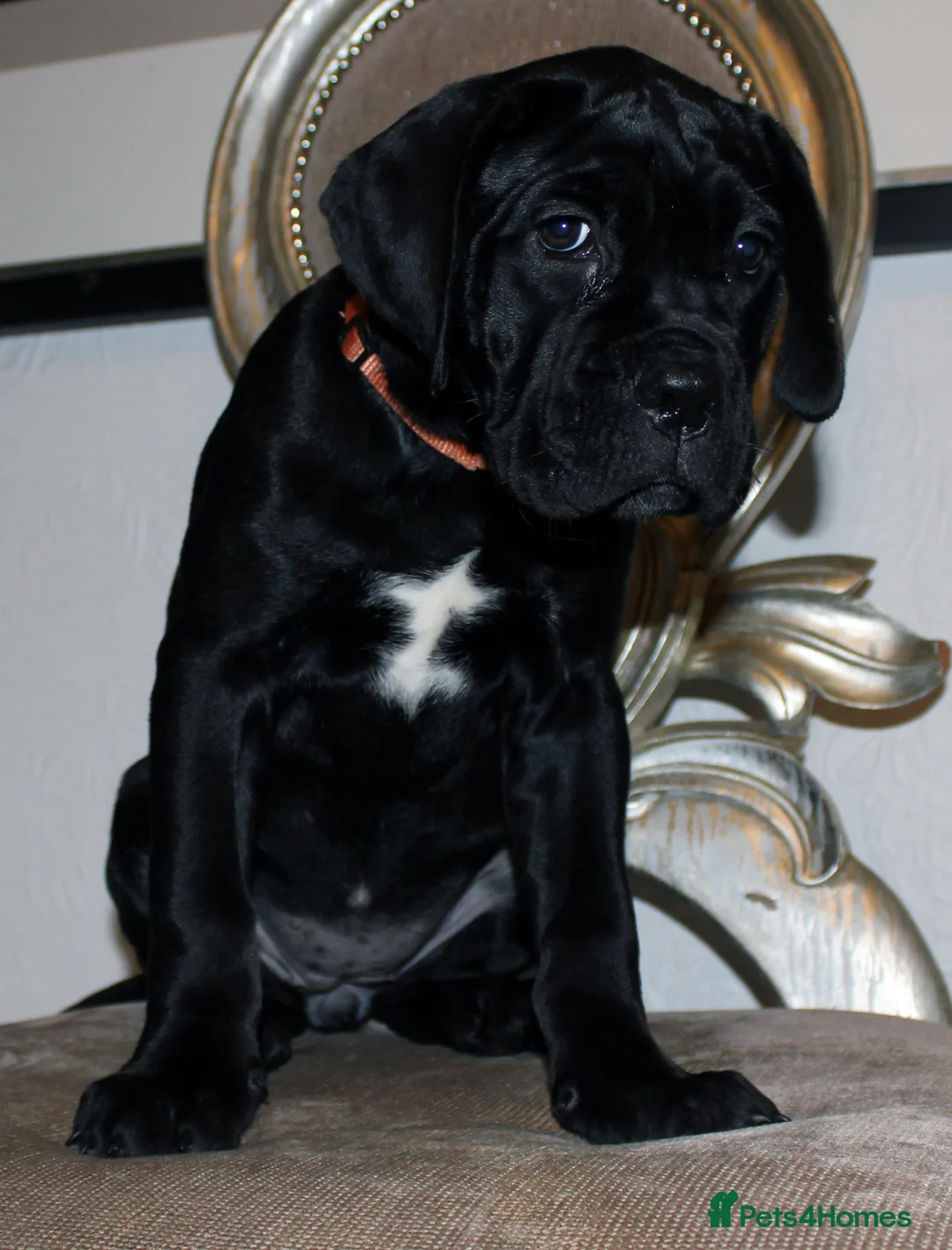 Cane Corso dogs for sale: PRICE DOWN, 1 BOY 2 GIRLS LEFT - Advert 4