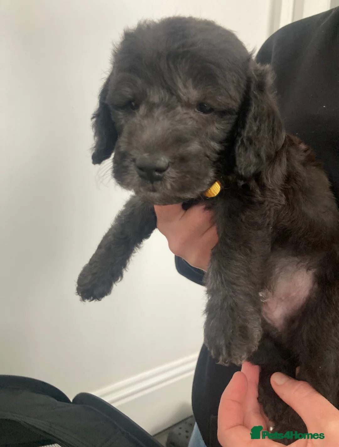 Bedlington Terrier dogs for stud: KC Registered Bedlington Terrier Stud in Ferryhill - Advert 37