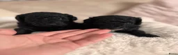 Toy Poodle dogs for sale: READY NOW solid black KC Toy poodle Girl - Advert 8