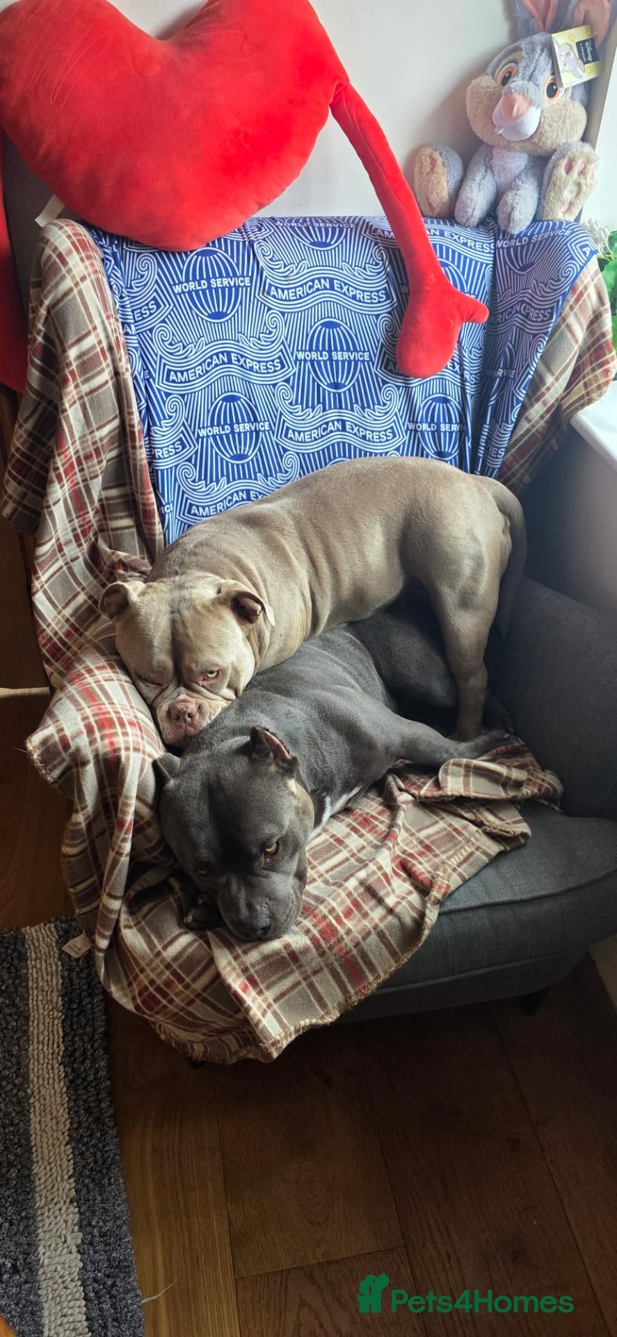 American Bully dogs American bully  - Advert 8