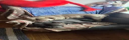 American Bully dogs for stud: American bully  in Reading - Advert 1