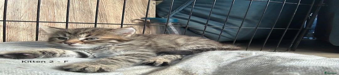 British Longhair Kitten 2