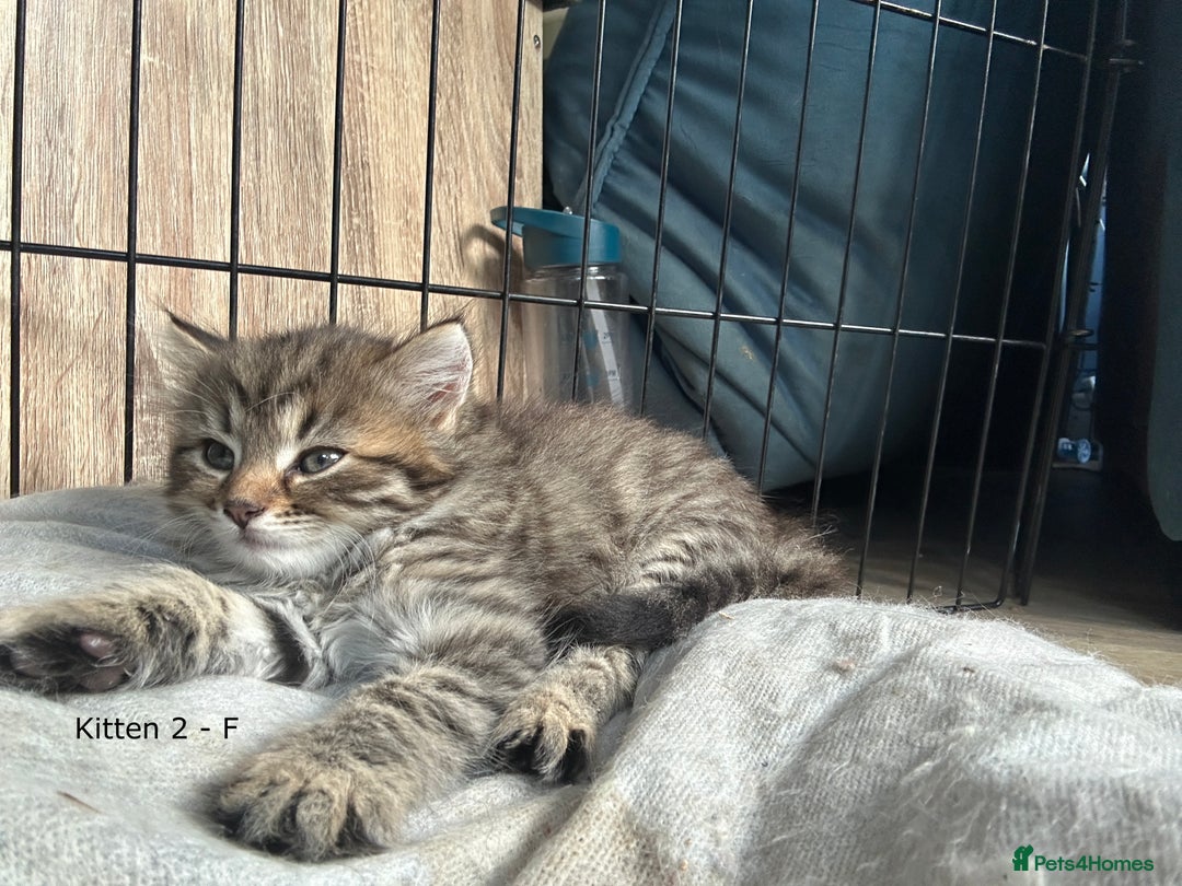 British Longhair cats for sale: Gorgeous Long Hair Tabby's - Ready 25/10/25 - Image 8