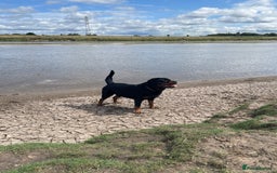 Rottweiler dogs for sale: Looking for new home  - Image 8