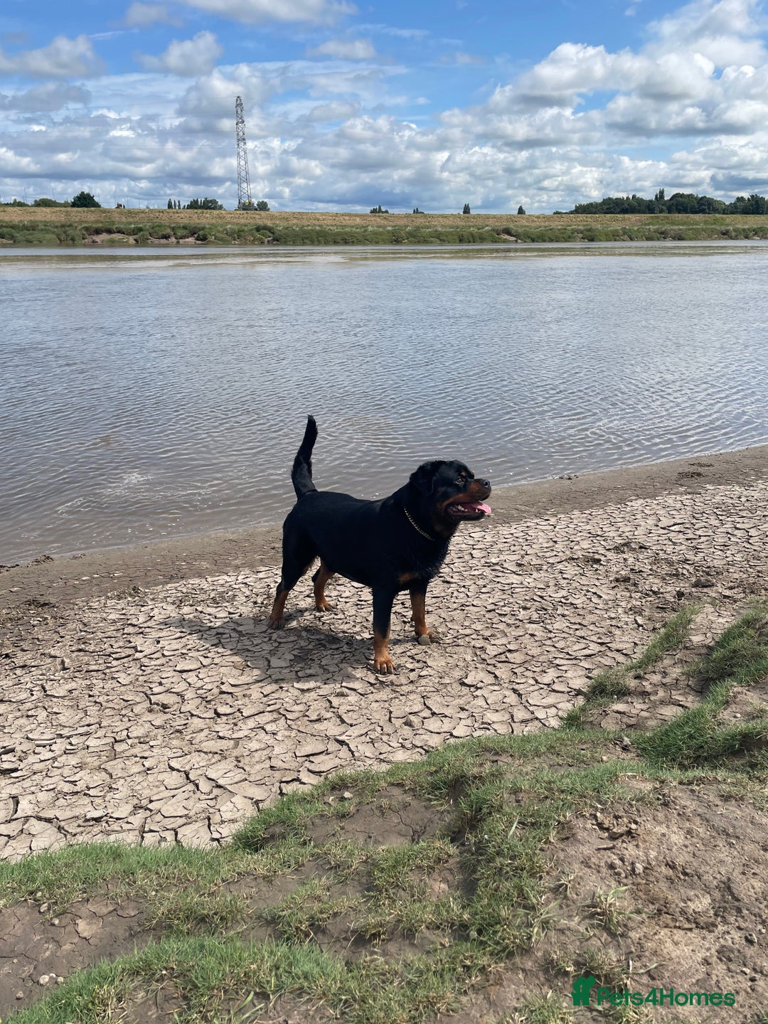 Rottweiler dogs for sale: Looking for new home  - Image 8