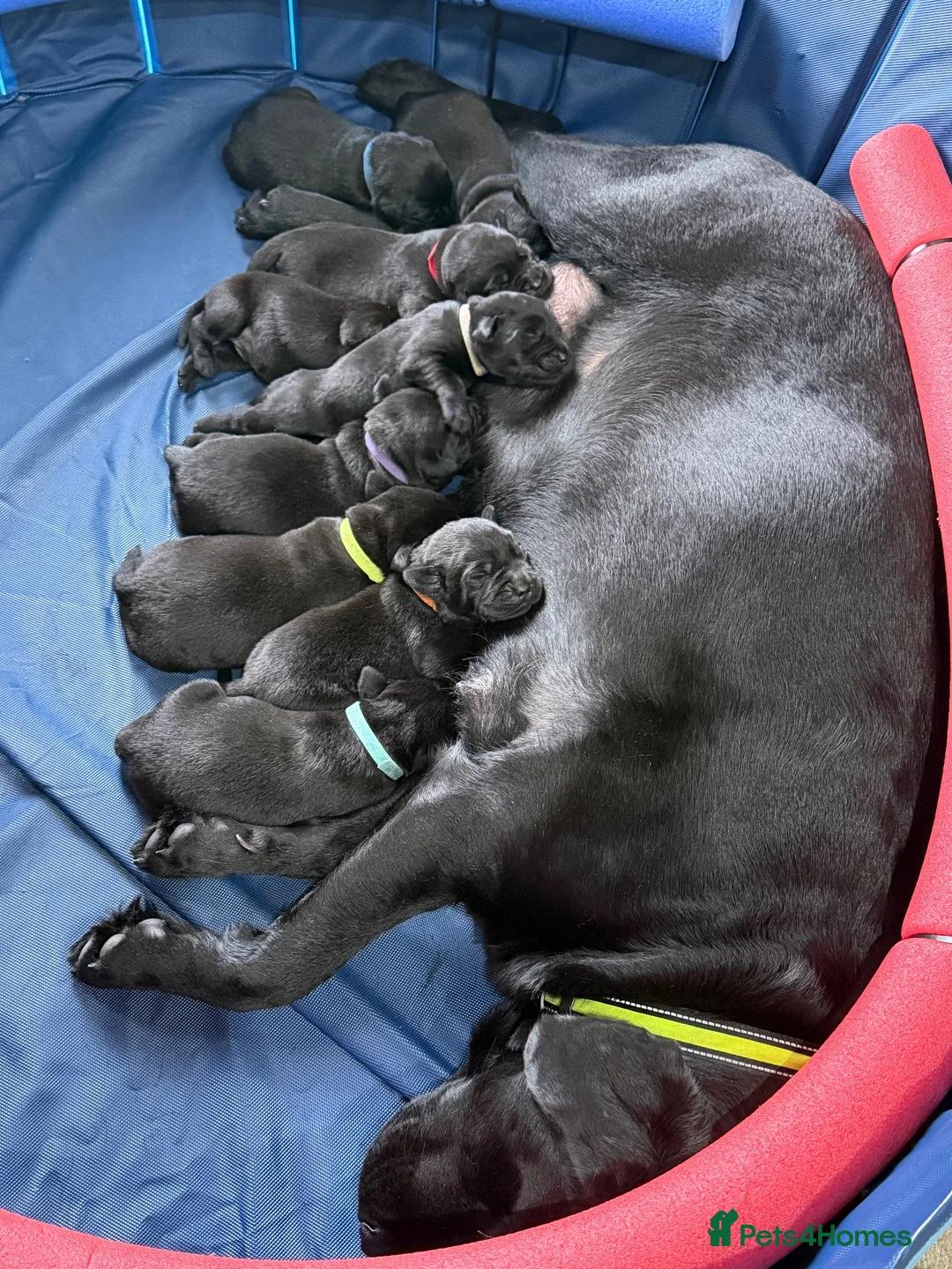 Labrador Retriever dogs for sale: Beautiful Labrador Puppies – 20yr Family Line - Advert 2