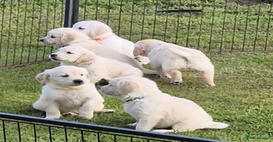 Golden Retriever dogs - Advert 11