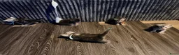 Maine Coon cats for sale: TICA Registered Maine Coon Kittens - Advert 12