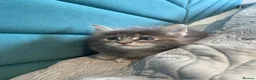 Maine Coon cats for sale: Maine Coon Kittens for sale (Surrey location) - Advert 20