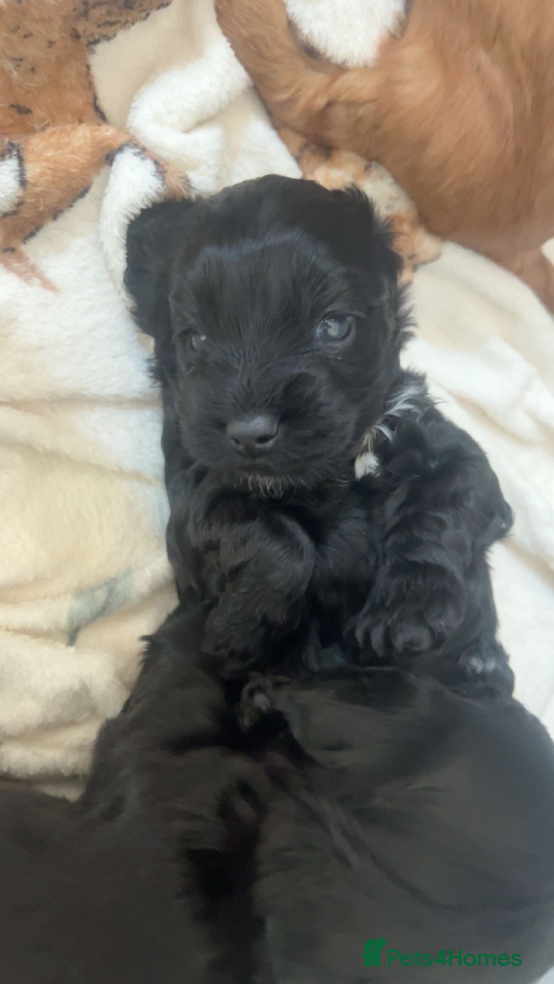 Cockapoo dogs for sale: Beautiful f2 cockapoo pups - Advert 6