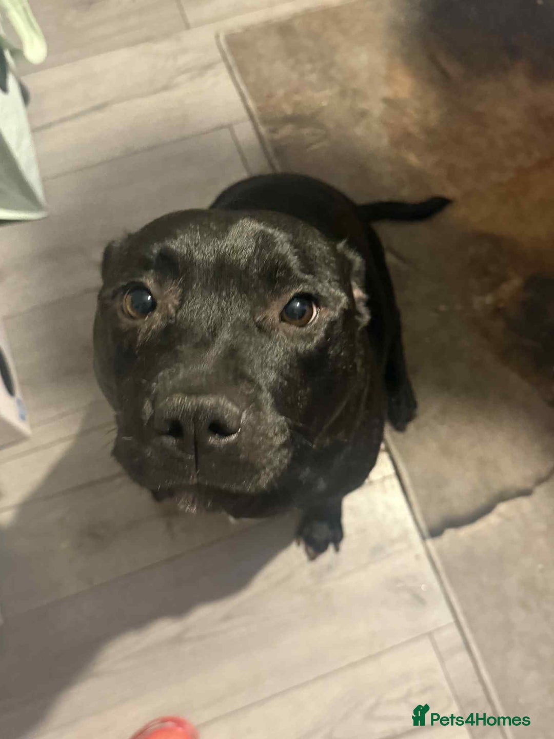 Mixed Breed dogs for sale: 6 week old staff x German pups  - Advert 8