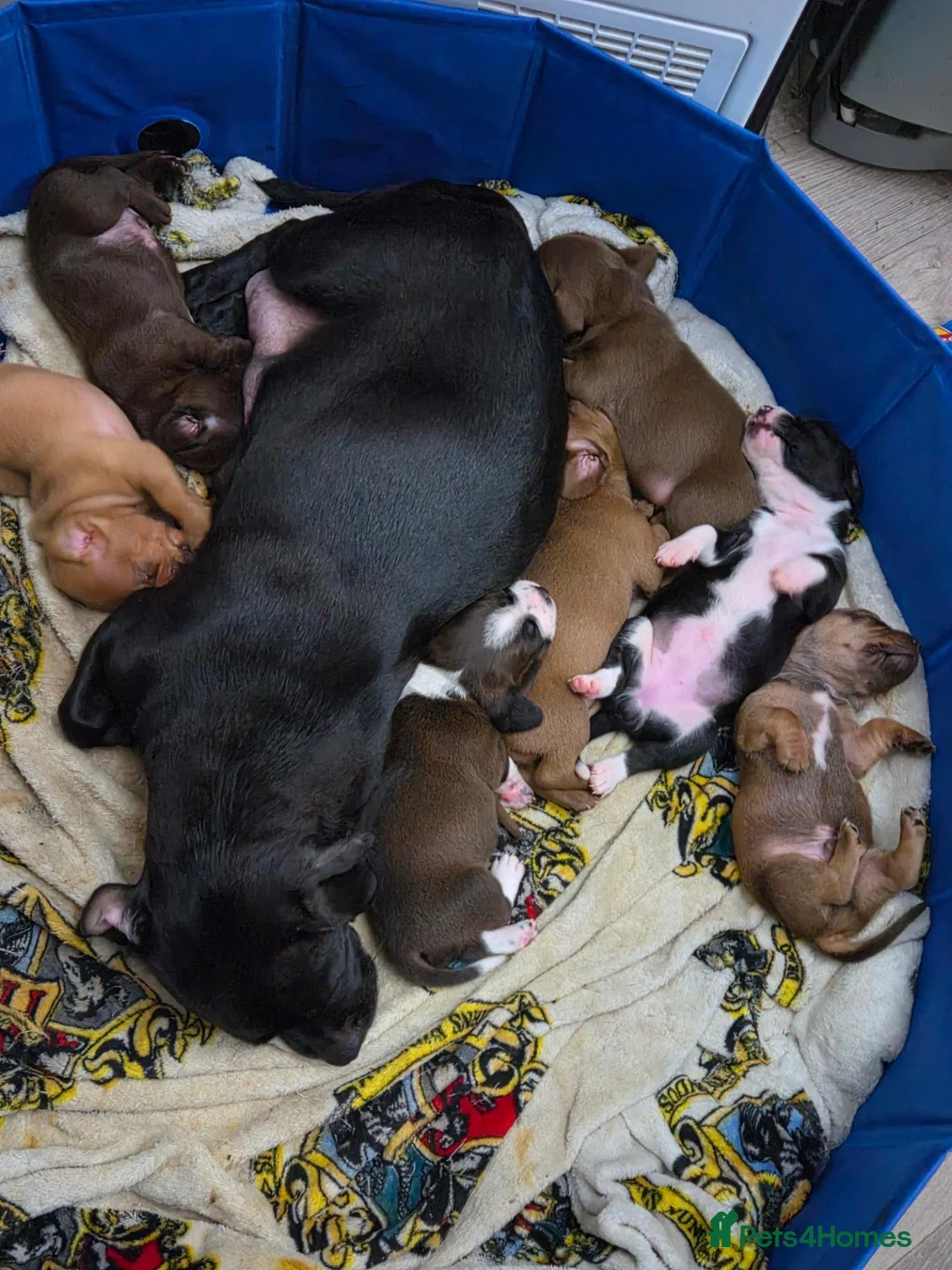 Mixed Breed dogs for sale: Pug x spaniel pups  - Advert 1