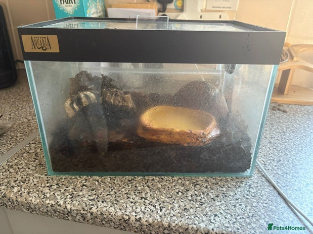 Crabs invertebrates for sale - Advert 1