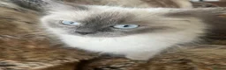 Ragdoll cats for sale: Beautiful ragdoll babies! 😻😻😻 - Advert 17