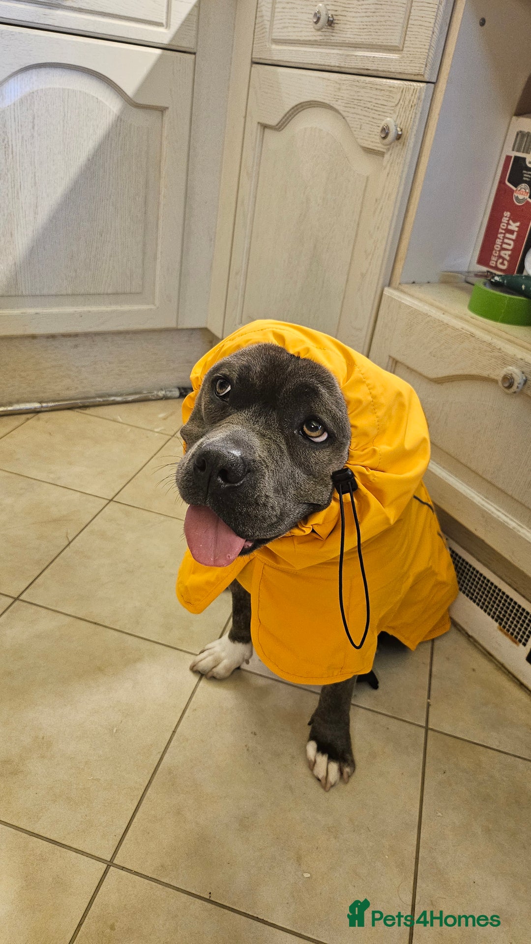 Staffordshire Bull Terrier dogs for sale: 4yr old female staffy - Image 8