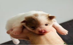 Pomeranian dogs for sale: Four adorable fluffy Pomeranian puppie - Image 1