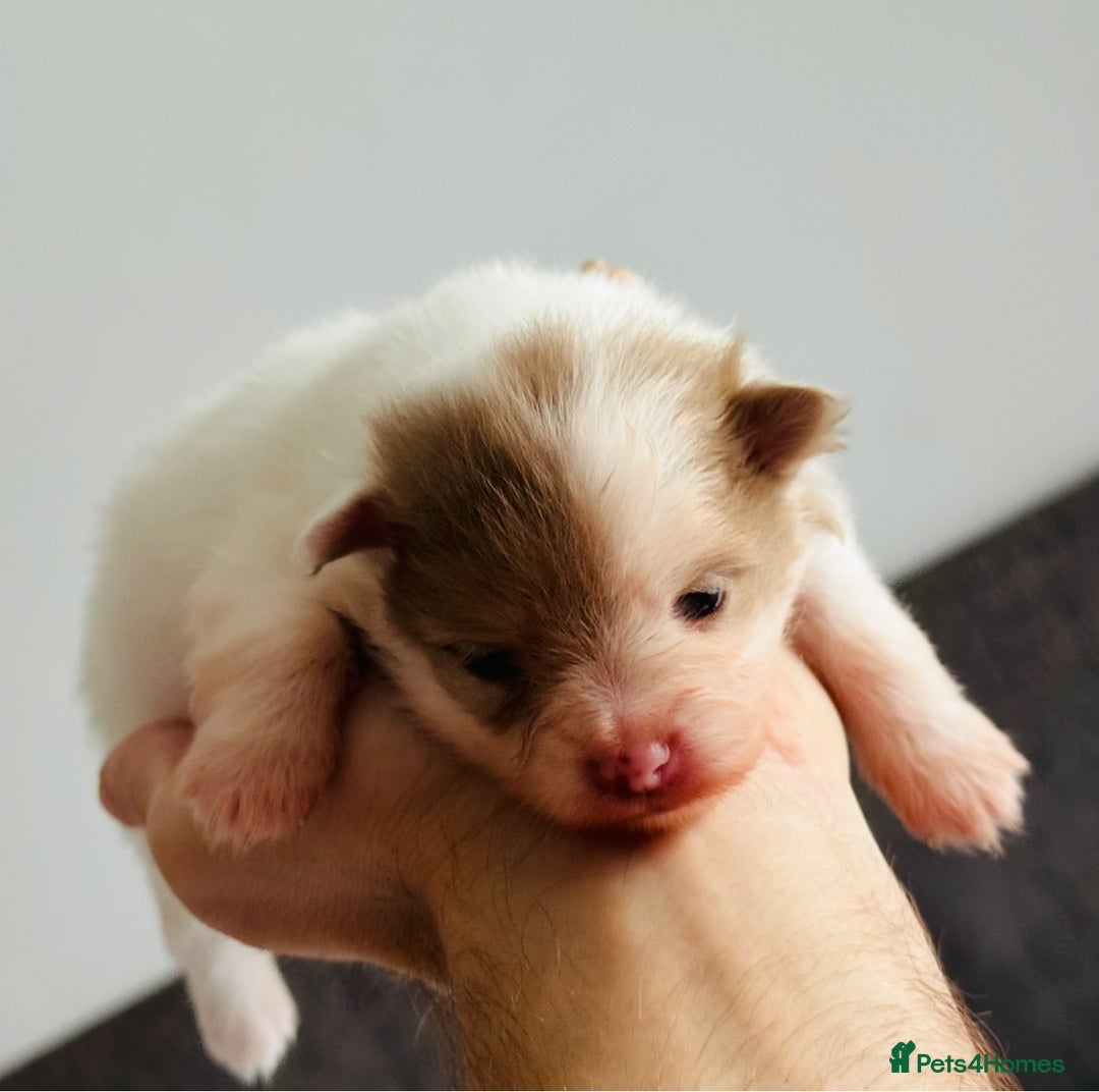Pomeranian dogs for sale: Four adorable fluffy Pomeranian puppie - Image 1